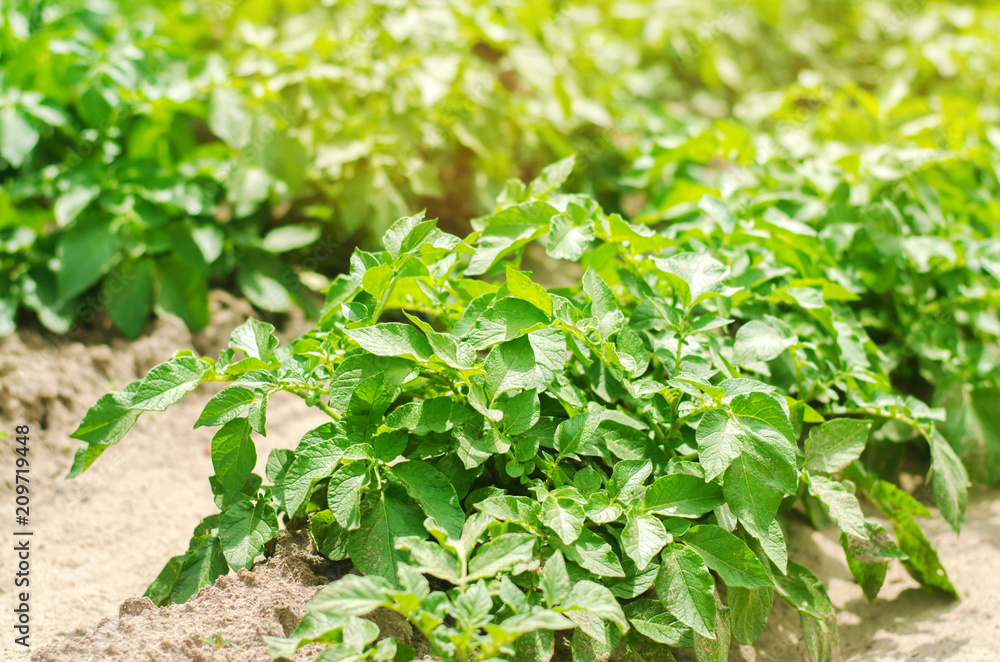 bush plant of young potato growing in the field, farming, agriculture, vegetables, eco-friendly agricultural products, agroindustry, mineral fertilizer, closeup bush plant of young potato growing in the field, farming, agriculture, vegetables, eco-friendly agricultural products, agroindustry, mineral fertilizer, closeup