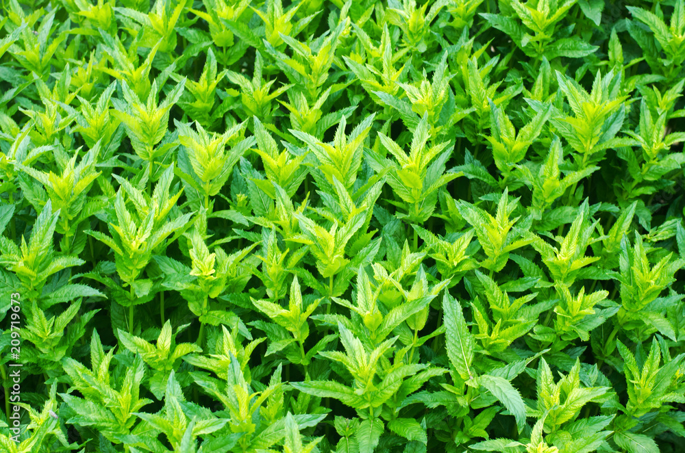 fresh green young mint in the garden, mint sprouts close-up. green bush. aromatic additive