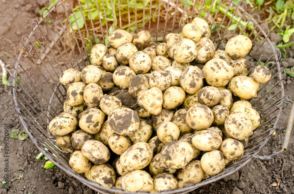 fresh young yellow potatoes in the grid the field close-up, agriculture, farming, seasonal work, vegetables, environmentally friendly product, good harvest. selective focus fresh young yellow potatoes in the grid the field close-up, agriculture, farming, seasonal work, vegetables, environmentally friendly product, good harvest. selective focus
