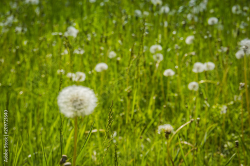 White dandelions in the grass