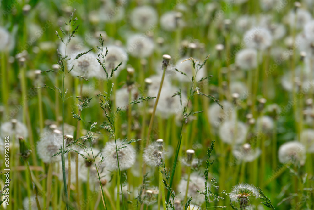 White dandelions in the grass White dandelions in the grass