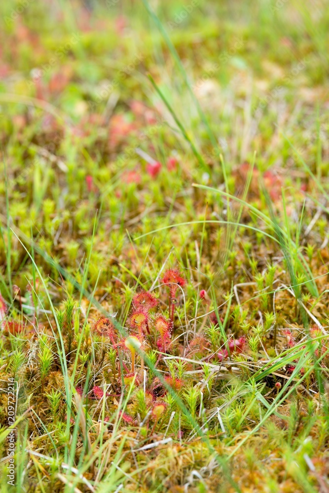 Rundblättriger Sonnentau (Drosera rotundifolia), Moor bei Ovelgönne, Niedersachsen, Deutschland, Europa Rundblättriger Sonnentau (Drosera rotundifolia), Moor bei Ovelgönne, Niedersachsen, Deutschland, Europa