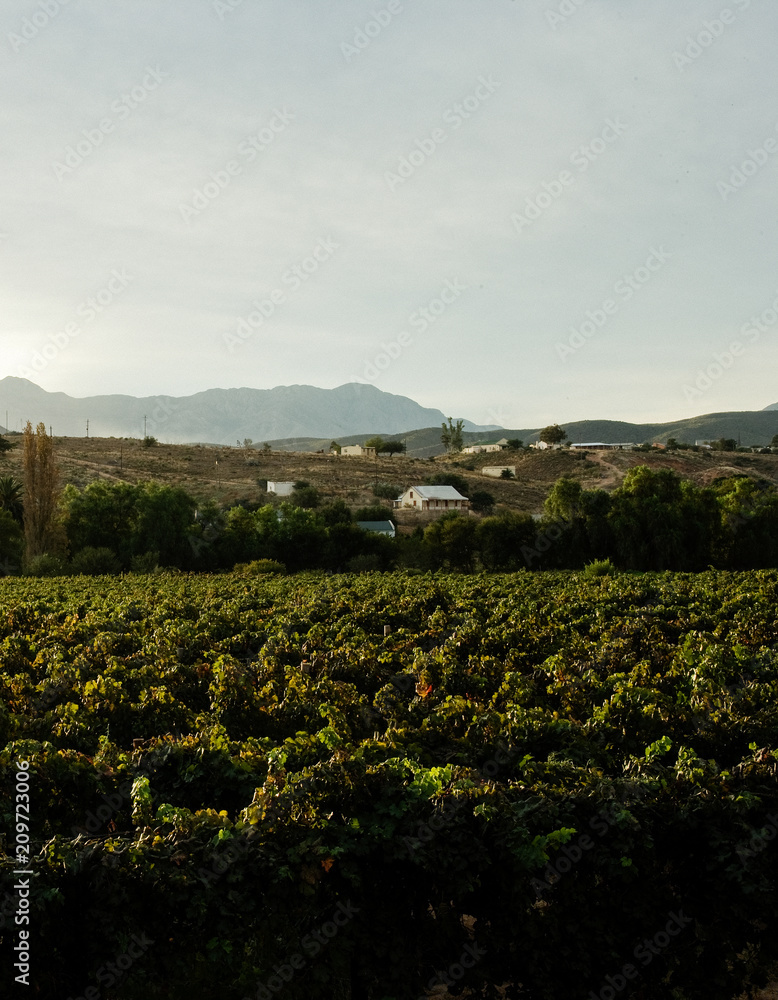 Calitzdorp vineyards