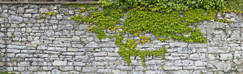 Rustikale Natursteinmauer mit Weinlaub