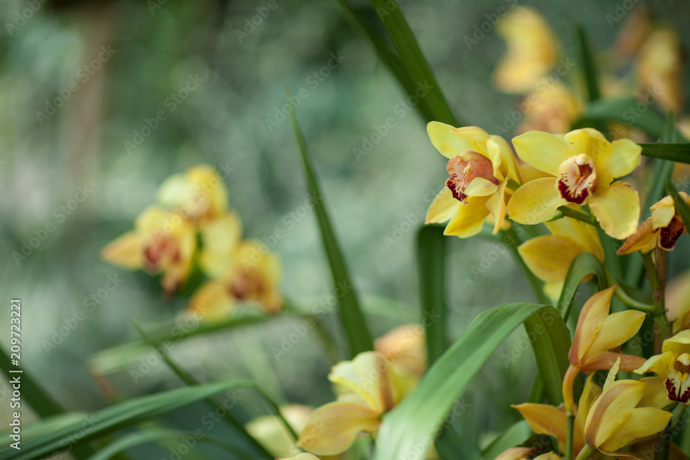 Beautiful yellow Cymbidium Orchids close up in a greenhouse, can be used as background Beautiful yellow Cymbidium Orchids close up in a greenhouse, can be used as background
