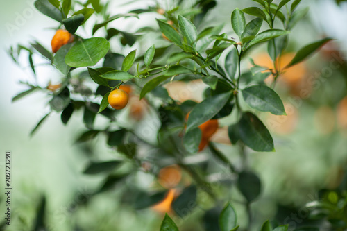 ripe fruits hang on a tangerine tree in a greenhouse