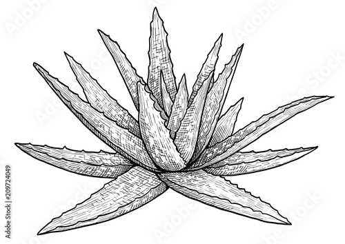 Aloe vera plant illustration, drawing, engraving, ink, line art, vector