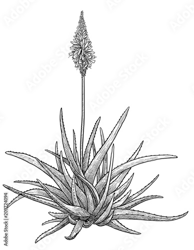 Aloe vera plant illustration, drawing, engraving, ink, line art, vector