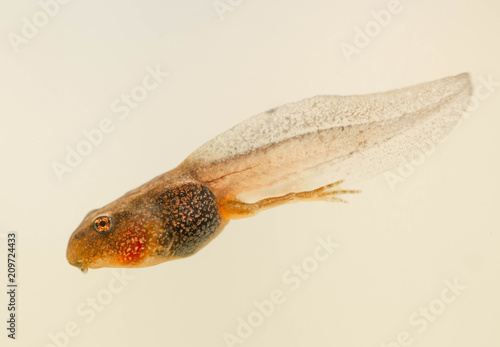 tadpole