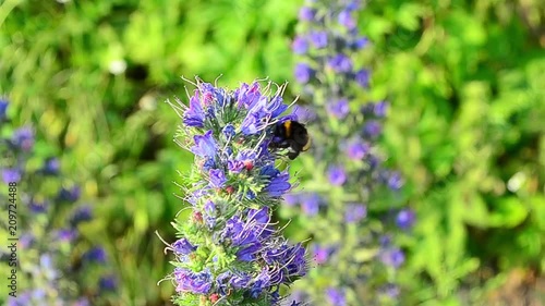 Bombus, bumblebee, Echium, pollination