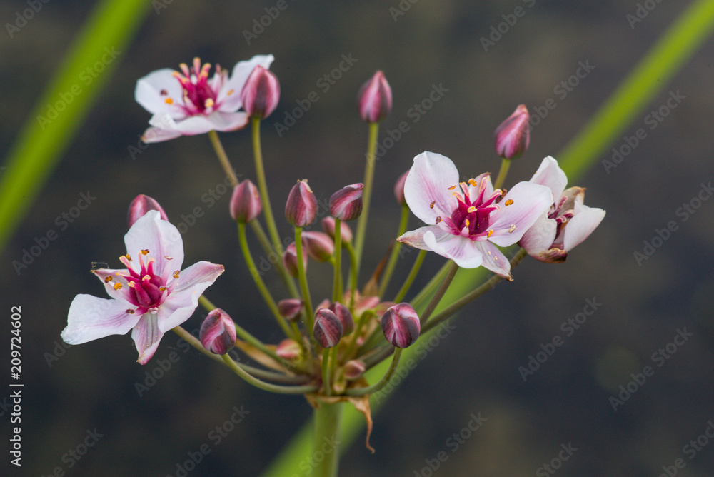 Fototapeta premium Im botansichen Garten