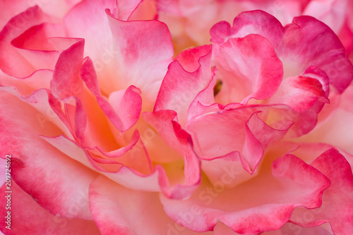 Wallpaper Mural Rose Torontodigital.ca