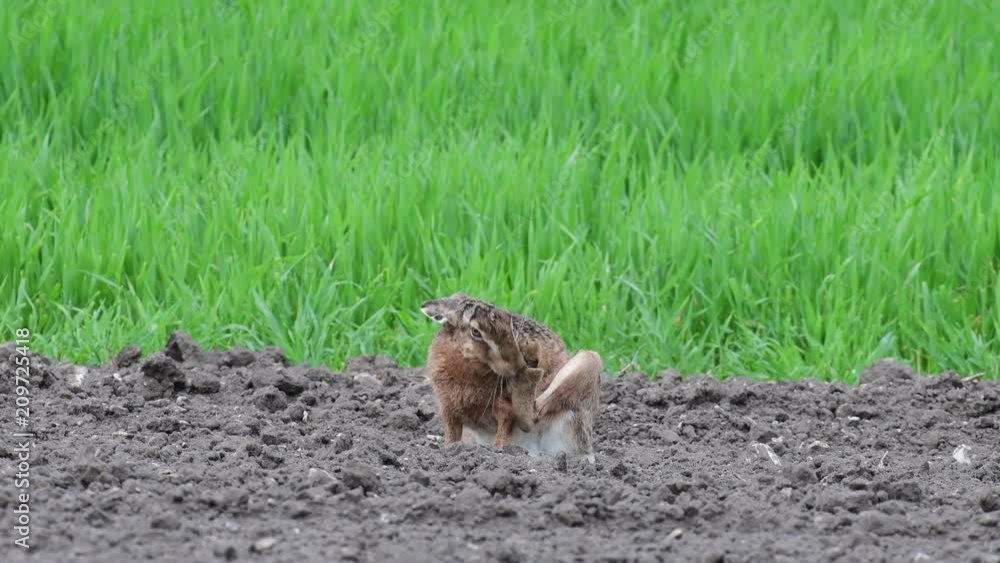 Brown hare clean her fur, mating time, spring, (lepus capensis) Brown hare clean her fur, mating time, spring, (lepus capensis)