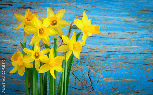 Blue wooden background with Yellow flowers daffodils photo