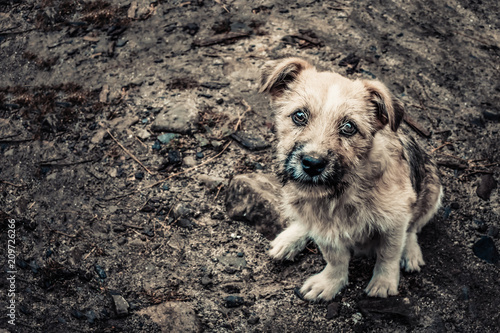 A cute beige dog sitting on the ground and looking