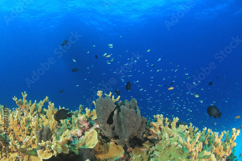 Fototapeta Naklejka Na Ścianę i Meble -  Coral reef underwater 