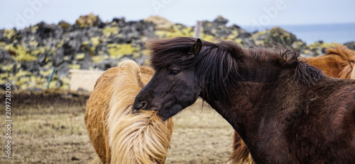 Icelandic horses in Hellisandur town photo