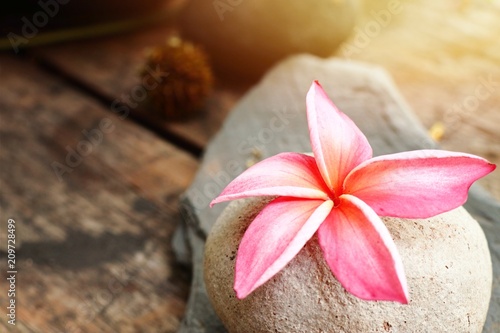 Tropical flowers pink frangipani