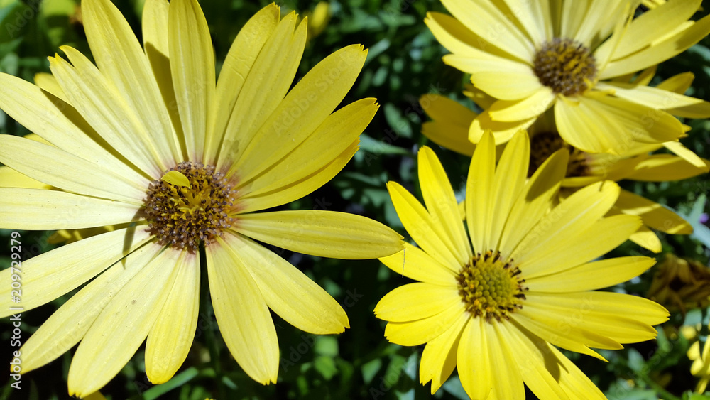 photo of flowering plants photo of flowering plants