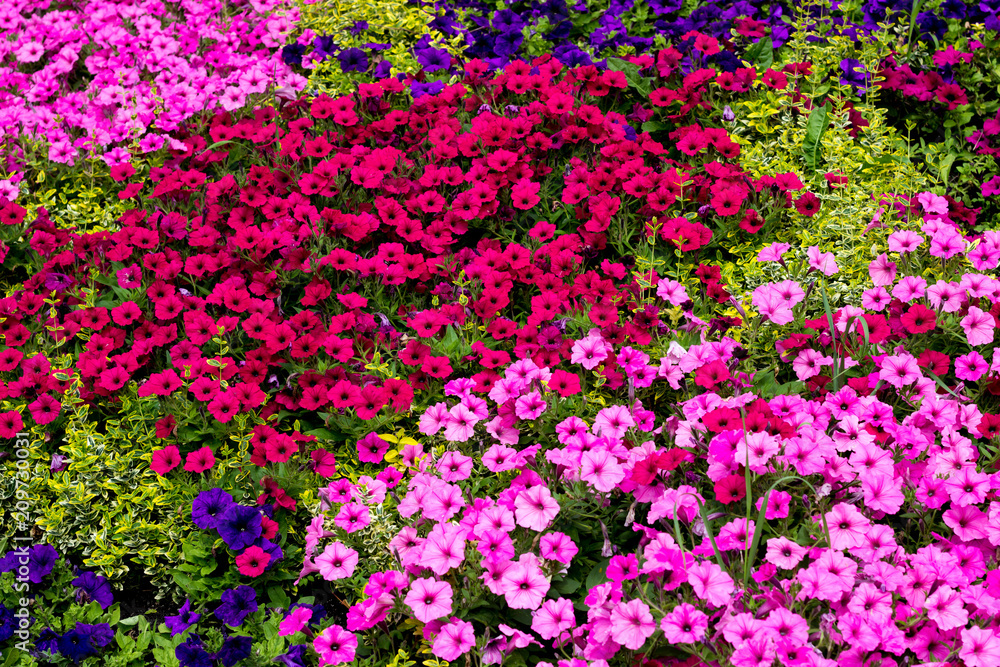 Colorful summer flowers on a garden. Floral background