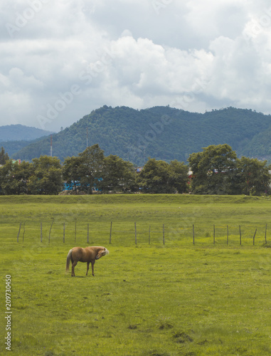 Horse in the meadow