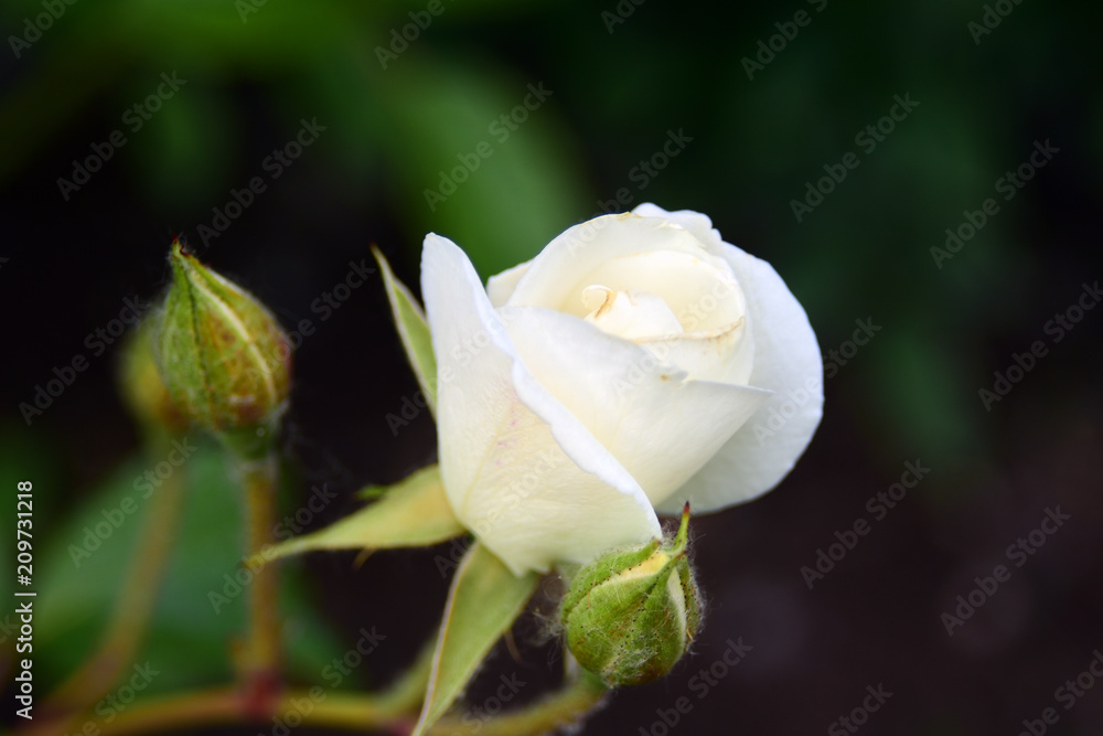 White rose flower, green natural background. Color photo. White rose flower, green natural background. Color photo.