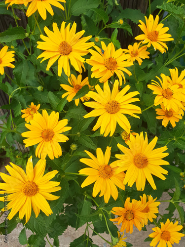 farbenfrohe Gelbe Blumen