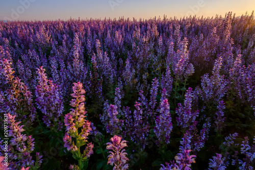 Champ de sauge sclarée, lever de soleil. Valensole, Provence, France. 