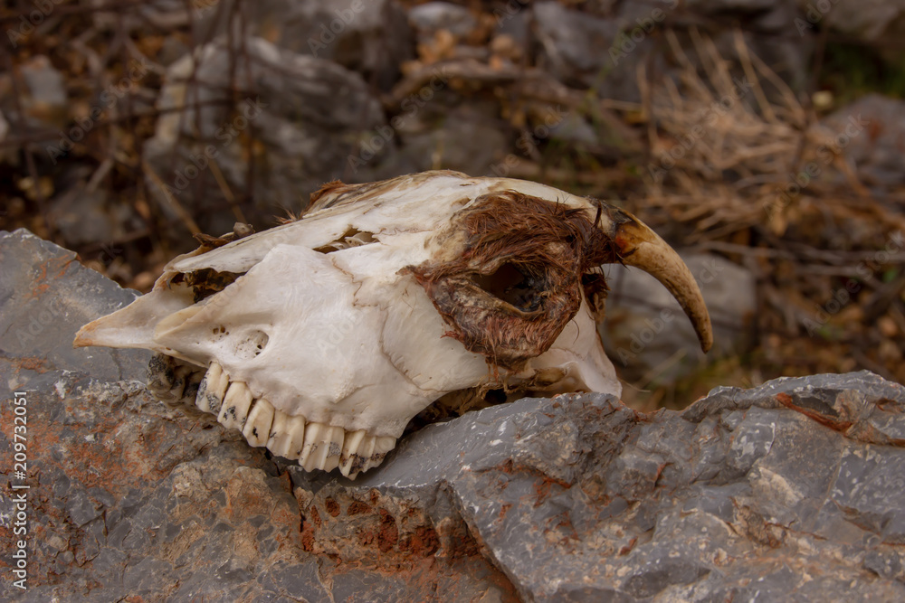 Ziegenschädel auf einer Wanderung Ziegenschädel auf einer Wanderung