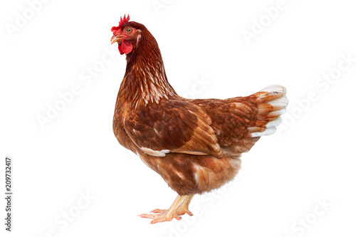Brown hen isolated on white background, Chicken isolated on white.