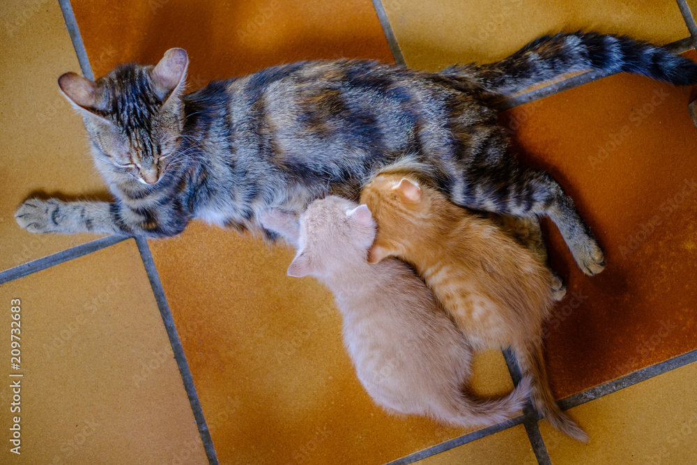 Chat Tigre Femelle Qui Allaite Deux Chatons Roux Et Beige Stock Photo Adobe Stock