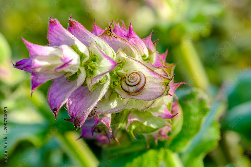 Fleurs de la sauge sclarée, macro, un escargot sur la fleur.