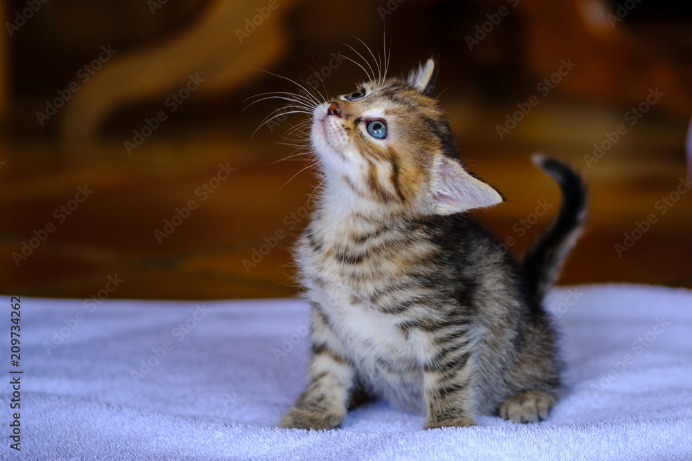 Adorable petit chaton d'un mois, tigré, calico, assis.