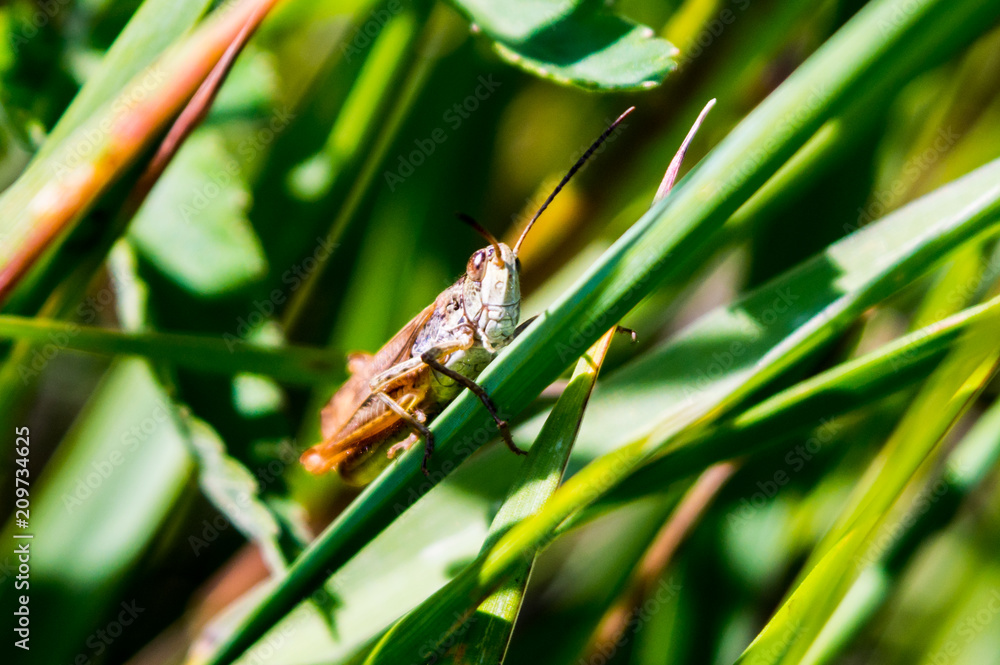 Insects Insects