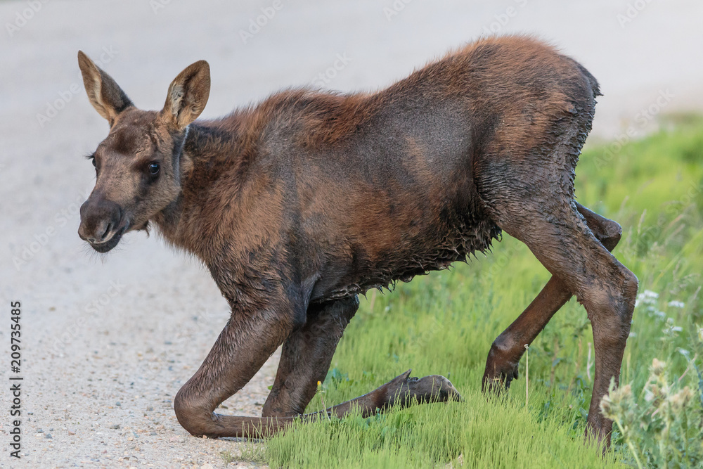 Shiras Moose of The Colorado Rocky Mountains Shiras Moose of The Colorado Rocky Mountains