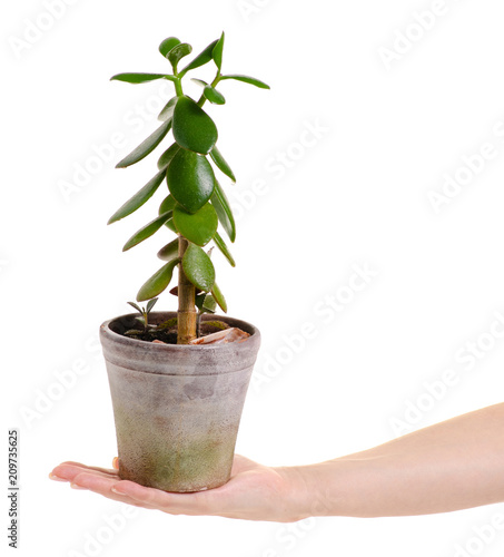 Pot with plant leaves in hands on white background isolation