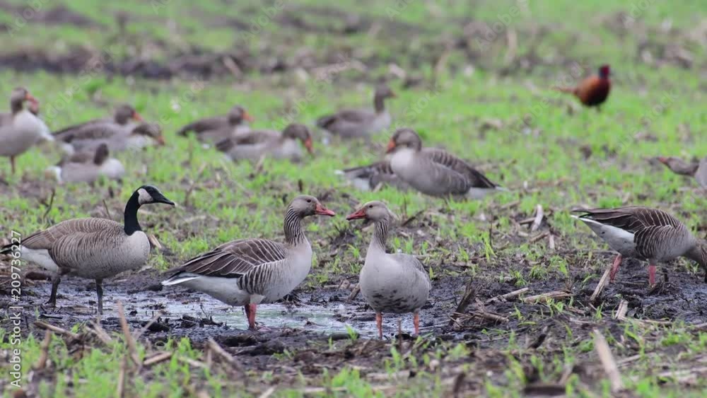 Greylag goose and canada goose group standing on the field and search feed, spring, (anser anser)
Greylag goose and canada goose group standing on the field and search feed, spring, (anser anser)