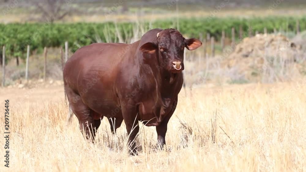 A single Santa Gertruida breed of cow standing field in South Africa three quarter view A single Santa Gertruida breed of cow standing field in South Africa three quarter view