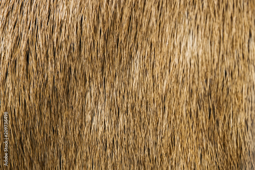 Detail of deer fur