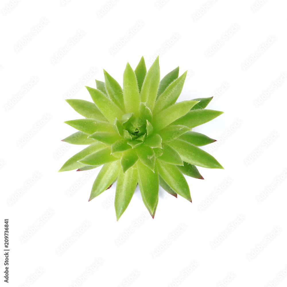 Echeveria Echeveria