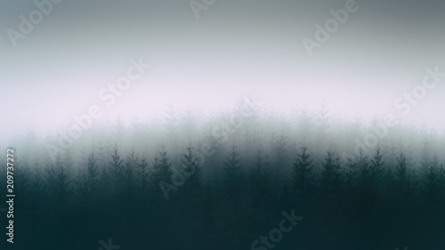 nature background with moody forest