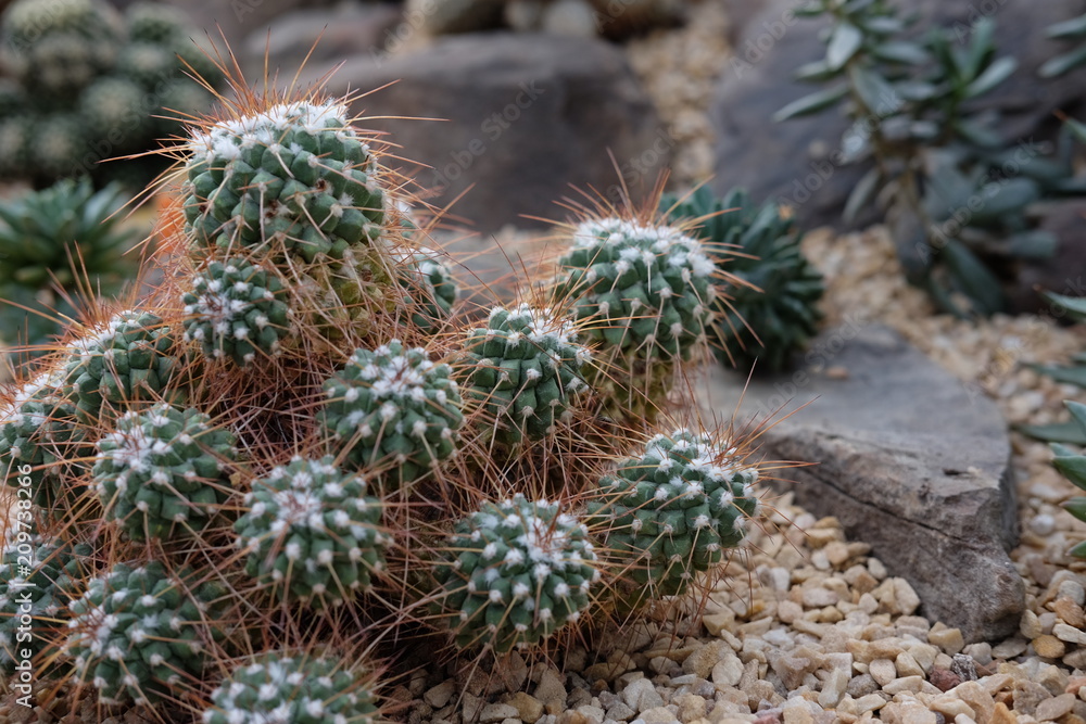 cactus cactus