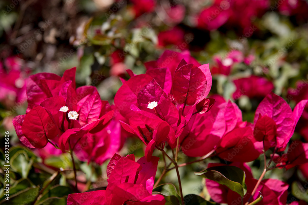 Fototapeta premium Pink Bougainvillea flowers close up 