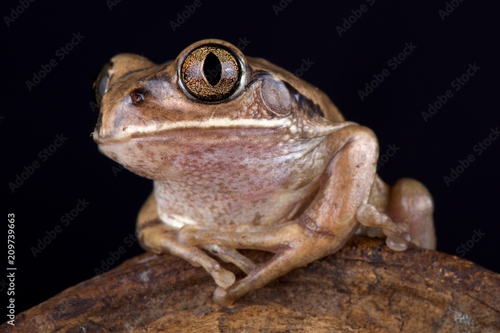 Mozambique tree frog (Leptopelis mossambicus) Mozambique tree frog (Leptopelis mossambicus)