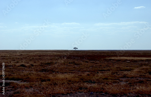 The Tree of life stands alone on the plain