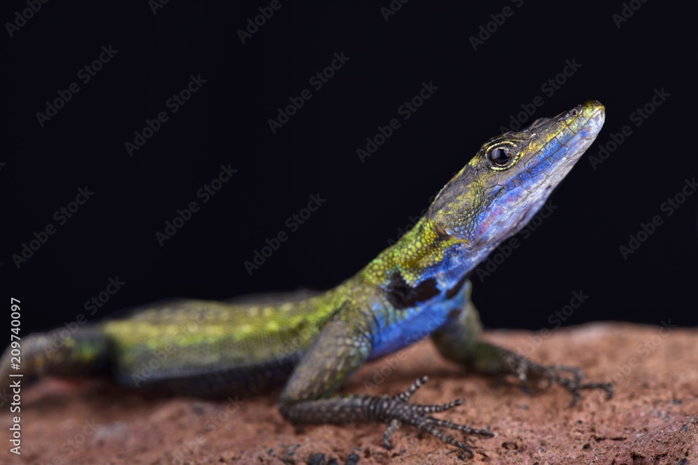 Obraz premium Mozambique flat lizard (Platysaurus intermedius nyasae)
