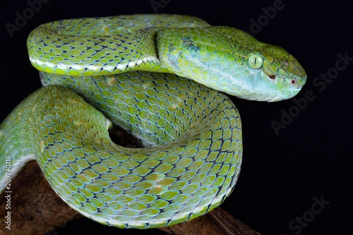 Indonesian pit viper (Parias hageni) photo