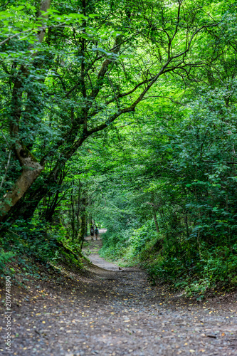 Sur le sentier du Bois de Serre    Dardilly