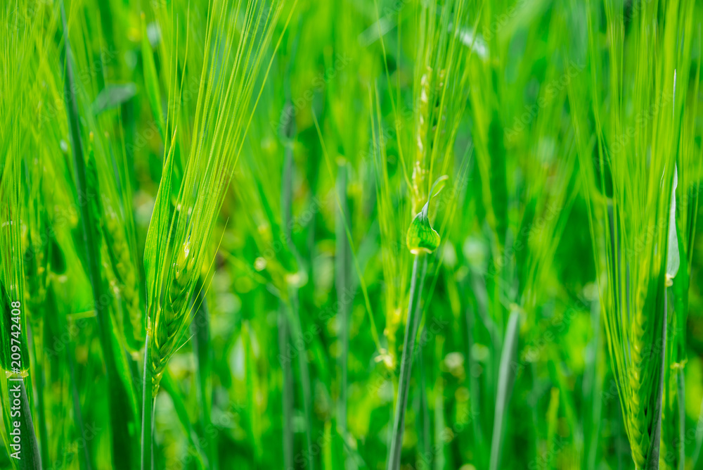 beautiful view of green barley filed. copy space beautiful view of green barley filed. copy space