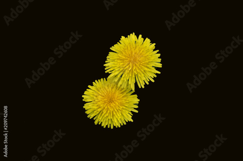 Fototapeta Naklejka Na Ścianę i Meble -  dandelions